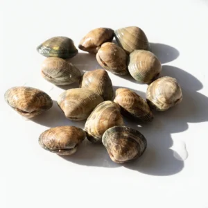 Almeja de cultivo M.C. de Atxega