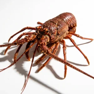 Langosta viva 0,8–1 kg de Atxega