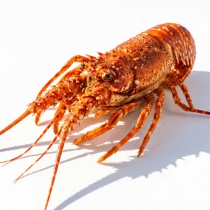 Langosta cocida 0,8–1 kg de Atxega